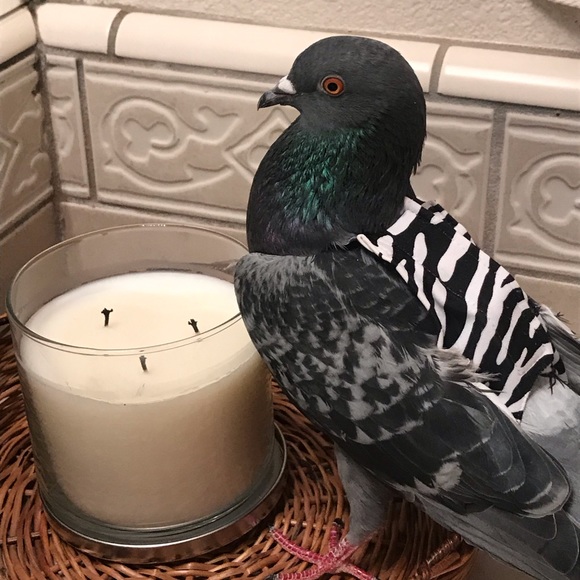 Meet your Posher, Nicole - Picture 3 of 3